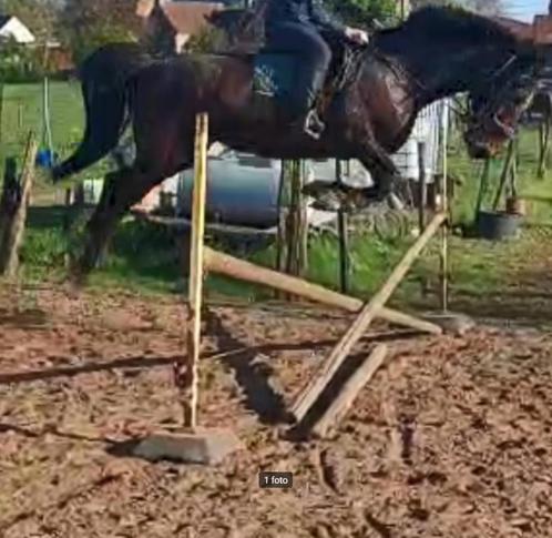Prachtige brave merrie, Dieren en Toebehoren, Paarden, Merrie, M, 160 tot 165 cm, 7 tot 10 jaar, Recreatiepaard, Met stamboom