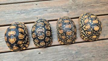 Stigmochelys pardalis (Luipaardschildpad) beschikbaar voor biedingen
