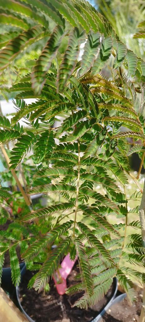 Albizia julibrissin Roséa & Rouge de Tuillière, Tuin en Terras, Planten | Bomen, Ophalen