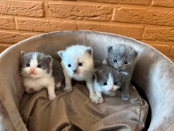Munchkin kittens zoeken huis, Dieren en Toebehoren, Katten en Kittens | Raskatten | Korthaar, Meerdere dieren, Gechipt, 0 tot 2 jaar