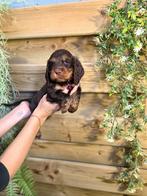 Prachtige engelse cockerspaniel pups, Dieren en Toebehoren, België, CDV (hondenziekte), 8 tot 15 weken, Meerdere
