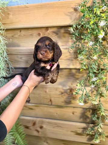Prachtige engelse cockerspaniel pups beschikbaar voor biedingen