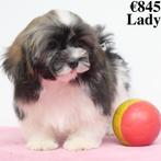 Lhasa Apso - Belgische pups te koop, CDV (hondenziekte), Meerdere, 8 tot 15 weken, Meerdere dieren
