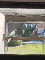 Halsband parkieten