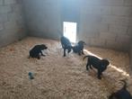 Labrador retriever pups zwart, België, Fokker | Hobbymatig, 8 tot 15 weken, Labrador retriever