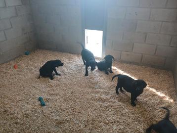 Labrador retriever pups zwart  beschikbaar voor biedingen