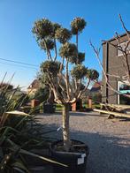 Olijfboom Olea Europaea ponpon, Enlèvement, Olivier