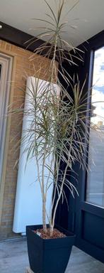 Drakenplant of dracaena, Huis en Inrichting, Ophalen