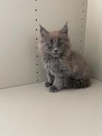 Maine Coon kitten, Dieren en Toebehoren, Poes, Gechipt, 0 tot 2 jaar