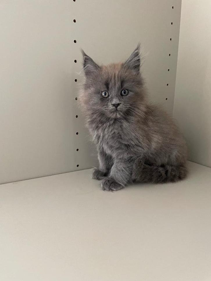Maine Coon kitten, Dieren en Toebehoren, Katten en Kittens | Raskatten | Langhaar, Poes, 0 tot 2 jaar, Met stamboom, Gechipt, Ontwormd