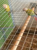 Pyrrhura koppel, Dieren en Toebehoren, Vogels | Parkieten en Papegaaien, Meerdere dieren, Dwergpapegaai of Agapornis, Geringd