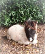 Super schattig en lief shetveulentje️, Dieren en Toebehoren, 0 tot 2 jaar, Hengst, A pony (tot 1.17m), Gechipt