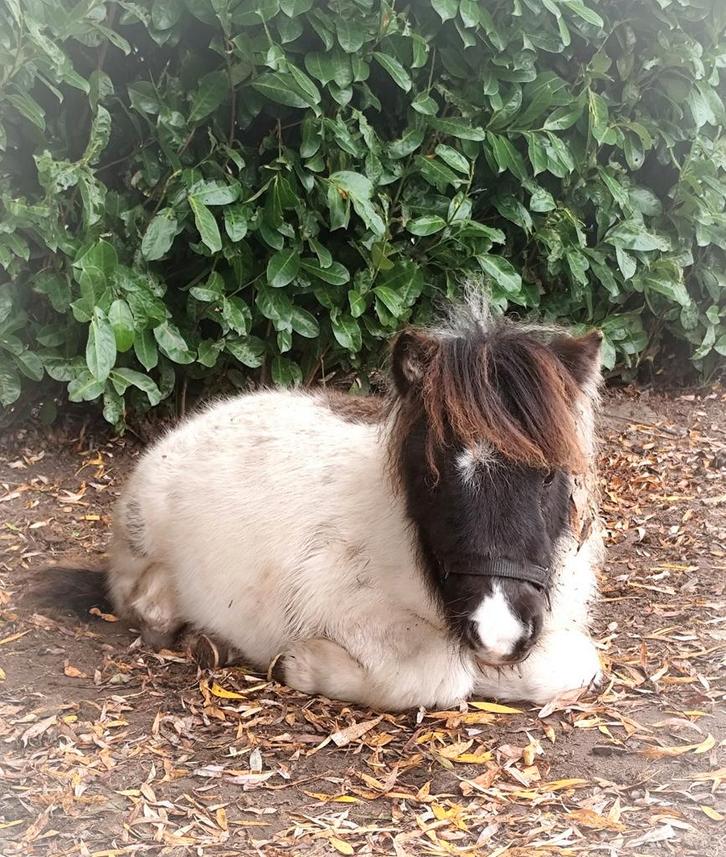 Super schattig en lief shetveulentje️, Dieren en Toebehoren, Pony's, Hengst, Onbeleerd, A pony (tot 1.17m), Recreatiepony, 0 tot 2 jaar