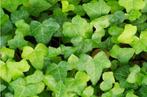 klimop in pot een 3 tal, Tuin en Terras, Planten | Tuinplanten, Ophalen, Vaste plant