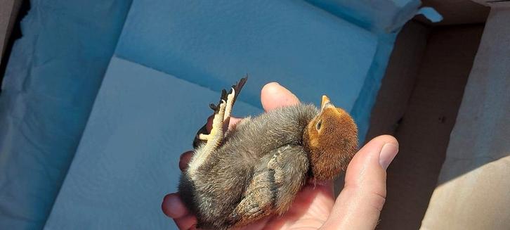 30 Broedeieren Goudbrakel, Dieren en Toebehoren, Pluimvee
