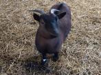 Dwerggeitje, vrouwelijk, Dieren en Toebehoren, Schapen, Geiten en Varkens, Vrouwelijk, Geit, 3 tot 5 jaar