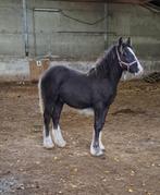 Stoer, breed gebouwd Tinker/Irish cob veulen, Animaux & Accessoires, Chevaux, Vermifugé, Moins de 160 cm, 0 à 2 ans, Cheval de récréation