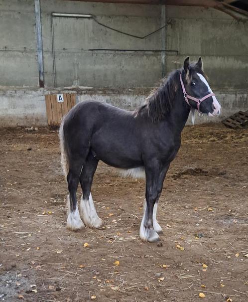 Stoer, breed gebouwd Tinker/Irish cob veulen, Animaux & Accessoires, Chevaux, Étalon, Ne s'applique pas, Moins de 160 cm, 0 à 2 ans