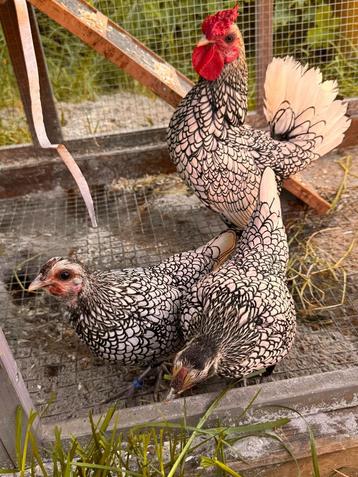 Sebright broedeieren (Raszuiver!) 🐣 beschikbaar voor biedingen