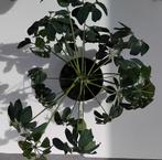 Groene kamerplant, SCHEFFLERA, Ophalen, Overige soorten, Halfschaduw, In pot