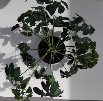 Groene kamerplant, SCHEFFLERA  beschikbaar voor biedingen