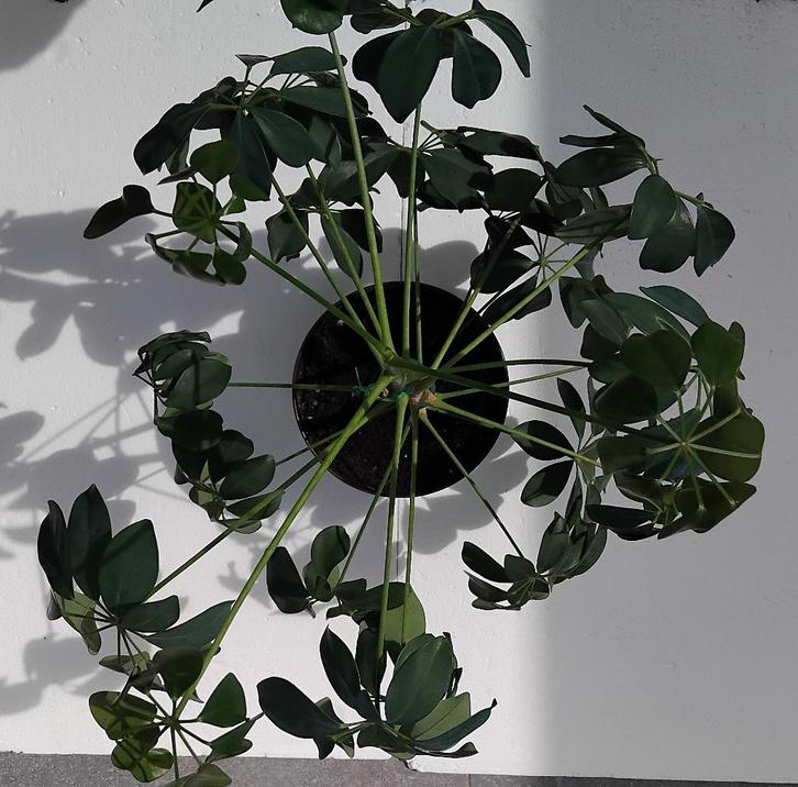 Groene kamerplant, SCHEFFLERA, Huis en Inrichting, Kamerplanten, Overige soorten, Minder dan 100 cm, Groene kamerplant, Halfschaduw