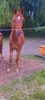 2,5 jarige D pony ruin v. Geronimo taonga, Dieren en Toebehoren, Pony's, Gechipt, Ruin, 0 tot 2 jaar, Onbeleerd
