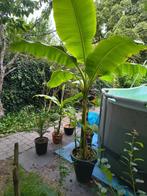 Grote Musa Basjoo met pups, Ophalen, Vaste plant, Fruitplanten, Volle zon