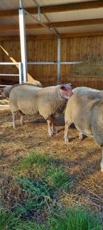 Rouge de l'Ouest (ramlammeren), Dieren en Toebehoren, Mannelijk, Schaap, 0 tot 2 jaar