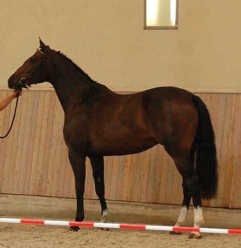 Superlieve en eerlijke merrie, Dieren en Toebehoren, Paarden, Merrie, Recreatiepaard