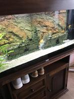 juwel aquarium, Ophalen, Gebruikt, Gevuld zoetwateraquarium