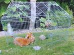 konijnenren , kippenren gegalvaniseerd, Dieren en Toebehoren, Ophalen of Verzenden, Nieuw