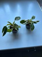 Philodendron White Princess, Huis en Inrichting, Kamerplanten, Ophalen of Verzenden