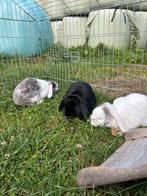 2 vrouwelijke hangoor konijnen, Dieren en Toebehoren, Konijnen, Vrouwelijk, Klein, Hangoor, 0 tot 2 jaar