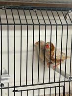 Koppel zwb orb phaeo zebravinken, Dieren en Toebehoren, Meerdere dieren, Tropenvogel