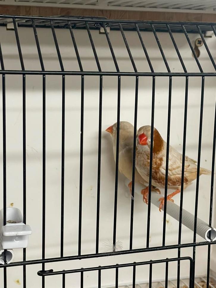 Koppel zwb orb phaeo zebravinken, Dieren en Toebehoren, Vogels | Overige Vogels, Tropenvogel, Meerdere dieren