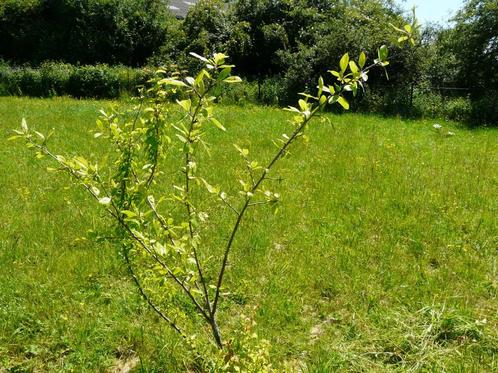 Prunier, Tuin en Terras, Planten | Tuinplanten, Vaste plant, Overige soorten, Volle zon, Lente, Ophalen