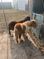 Mooie bonte jaarlingen, Dieren en Toebehoren, Pony's