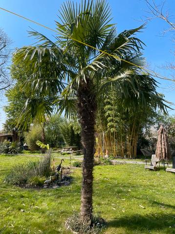 Gratis! Trachycarpus fortunei zaden (laatste zaden)!!! beschikbaar voor biedingen