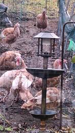 Kalkoenen  rode ardenner