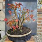 Acer Bonsai Klompstijl, Tuin en Terras, Ophalen, Lente