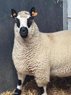 Raszuivere Kerry Hill Ram /dekram, Dieren en Toebehoren, Schapen, Geiten en Varkens, Mannelijk, Schaap, 0 tot 2 jaar
