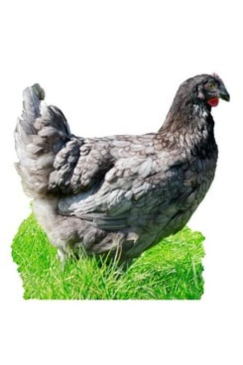 ruime keuze legkippen, Dieren en Toebehoren, Pluimvee