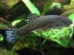 Hobbyaquarium Gastromyzon Ctenocephalus  Borneo Algeneter, Poisson, Poisson d'eau douce, Banc de poissons