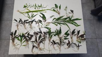Aquariumplanten 5€ 5 planten beschikbaar voor biedingen
