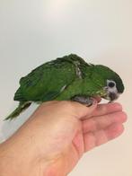 ️❤️ ️️️️️Tamme baby ara nobilis, Dieren en Toebehoren, Vogels | Parkieten en Papegaaien, Geslacht onbekend, Papegaai, Pratend