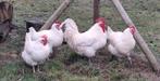 Broedeieren Franse Poule De Bresse  , witte kleur  , raszuiv, Dieren en Toebehoren