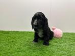 Nestjes van Engelse Cocker Spaniel pups, België, CDV (hondenziekte), 8 tot 15 weken, Meerdere