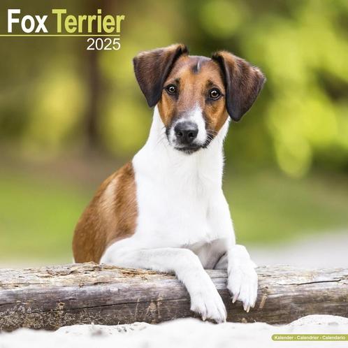 Calendrier Fox Terrier 2025, Divers, Calendriers, Neuf, Calendrier annuel, Enlèvement ou Envoi