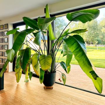 Prachtige Strelitzia Nicolai - paradijsvogel plant beschikbaar voor biedingen